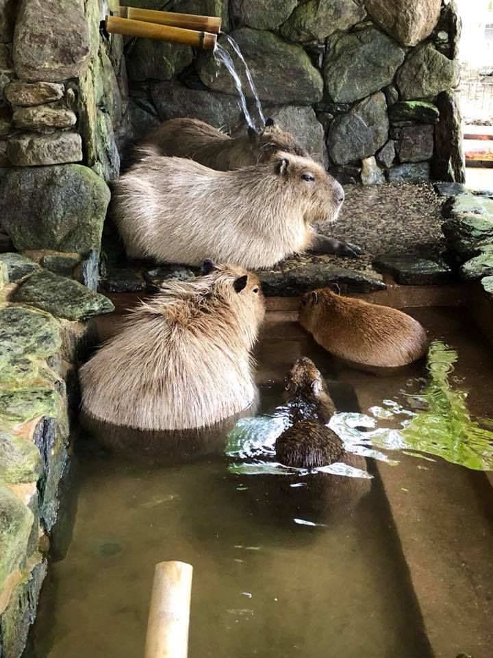 capybara onsen capybara onsen